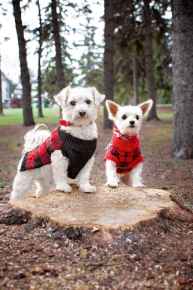 Picture for category Canine Supplements & Supplies